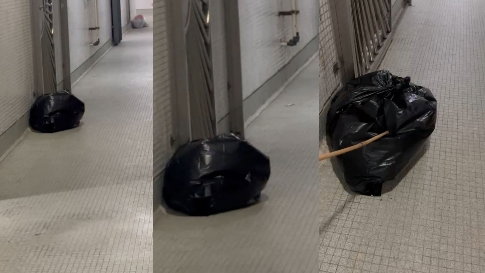 東張西望獨家報料｜馬鞍山屋邨住戶公然遺棄動物　觀眾報東張：想為動物增爭多一點權益