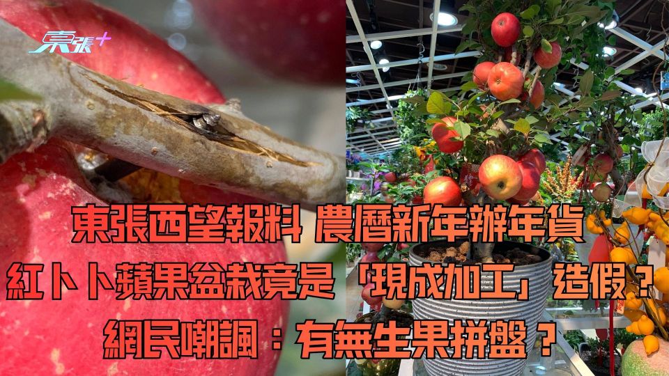 東張西望報料｜農曆新年辦年貨 紅卜卜蘋果盆栽竟是現成加工造假？網民嘲諷：有無生果拼盤？