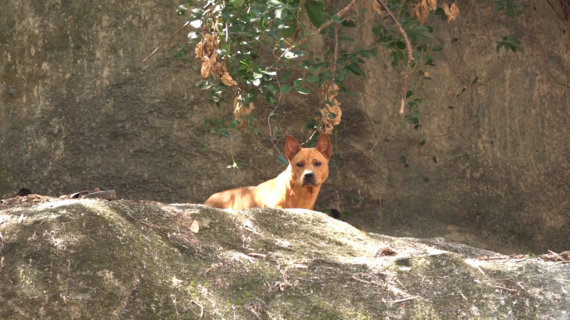 攝製隊到現場看過，在廟宇四周看到不少狗狗，牠們沒有主動出來吠攝製隊。