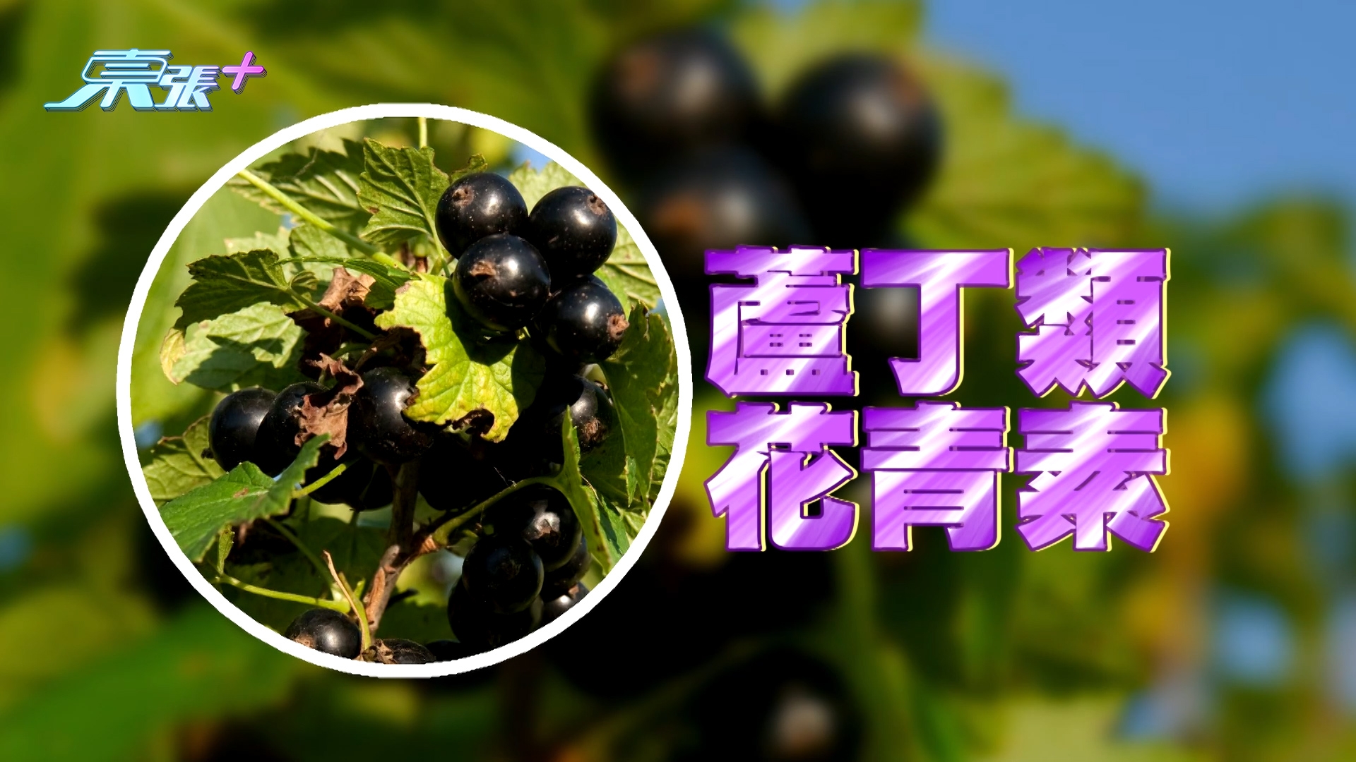 另外，最近日本有臨床研究證實，補充黑加倫子所含有的「盧丁類花青素」，可針對改善眼乾、眼矇，以及抑制近視，調節夜視能力，更能減低藍光帶來的傷害，延緩眼退化，以保護黃斑部及視網膜。