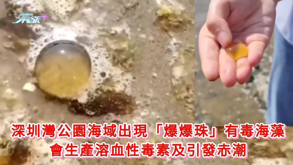 深圳灣公園海域出現「爆爆珠」有毒海藻 會生產溶血性毒素及引發赤潮