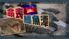 柬埔寨有養殖場東主遭約40條鱷魚咬死