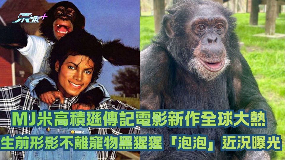 MJ米高積遜傳記電影新作全球大熱 生前形影不離寵物黑猩猩「泡泡」近況曝光