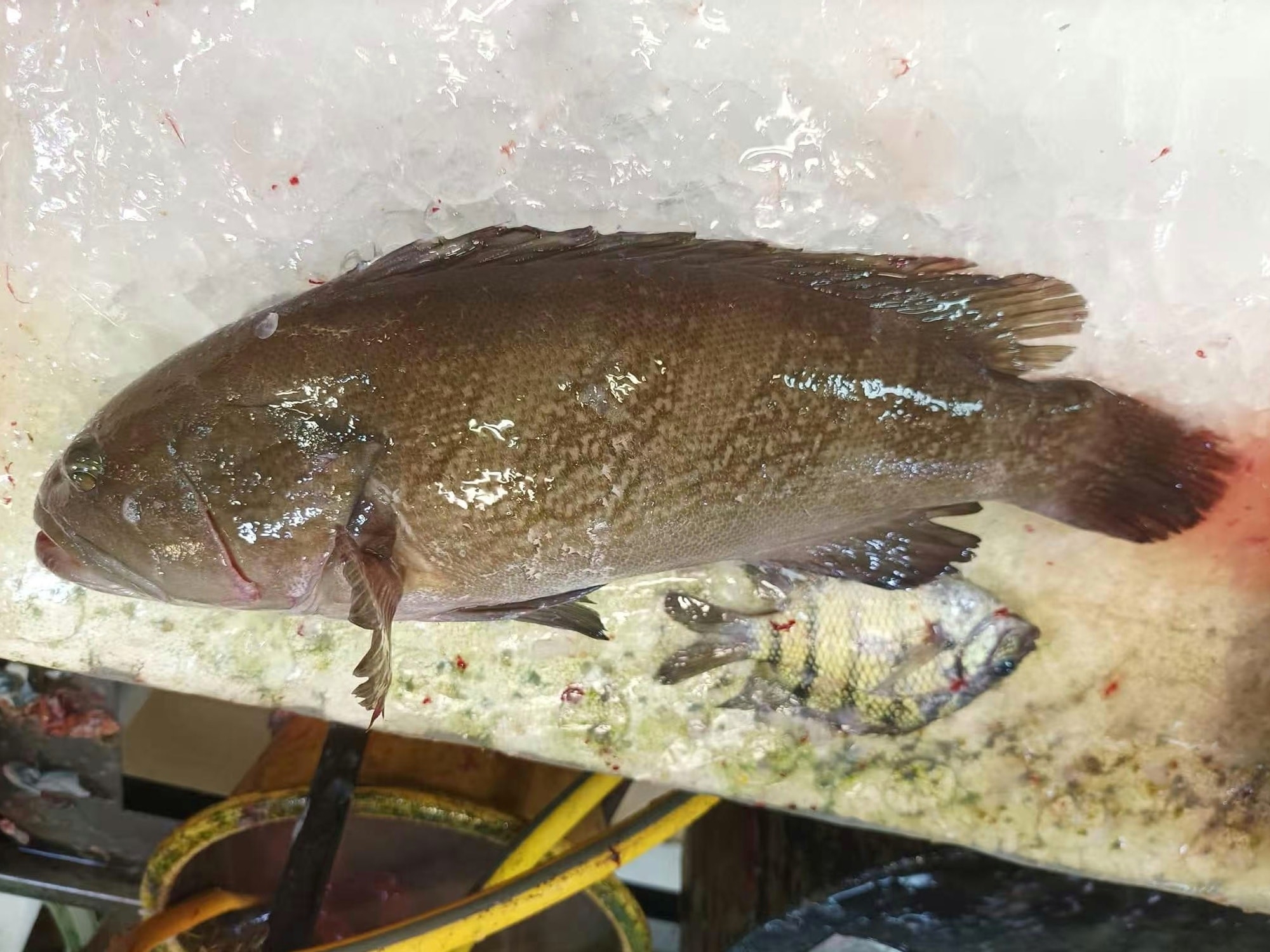 街市買游水石斑　街坊切開魚肉驚現黑毛惹熱議　網民：以為中咗雲南蠱