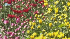 北京多個公園舉辦菊花文化節 有當地業界研發新品種獲國慶花壇選用