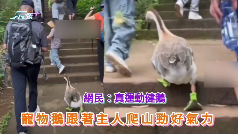 有片｜寵物鵝跟著主人爬山勁好氣力 遊客：牠不用休息的 比我爬得還好