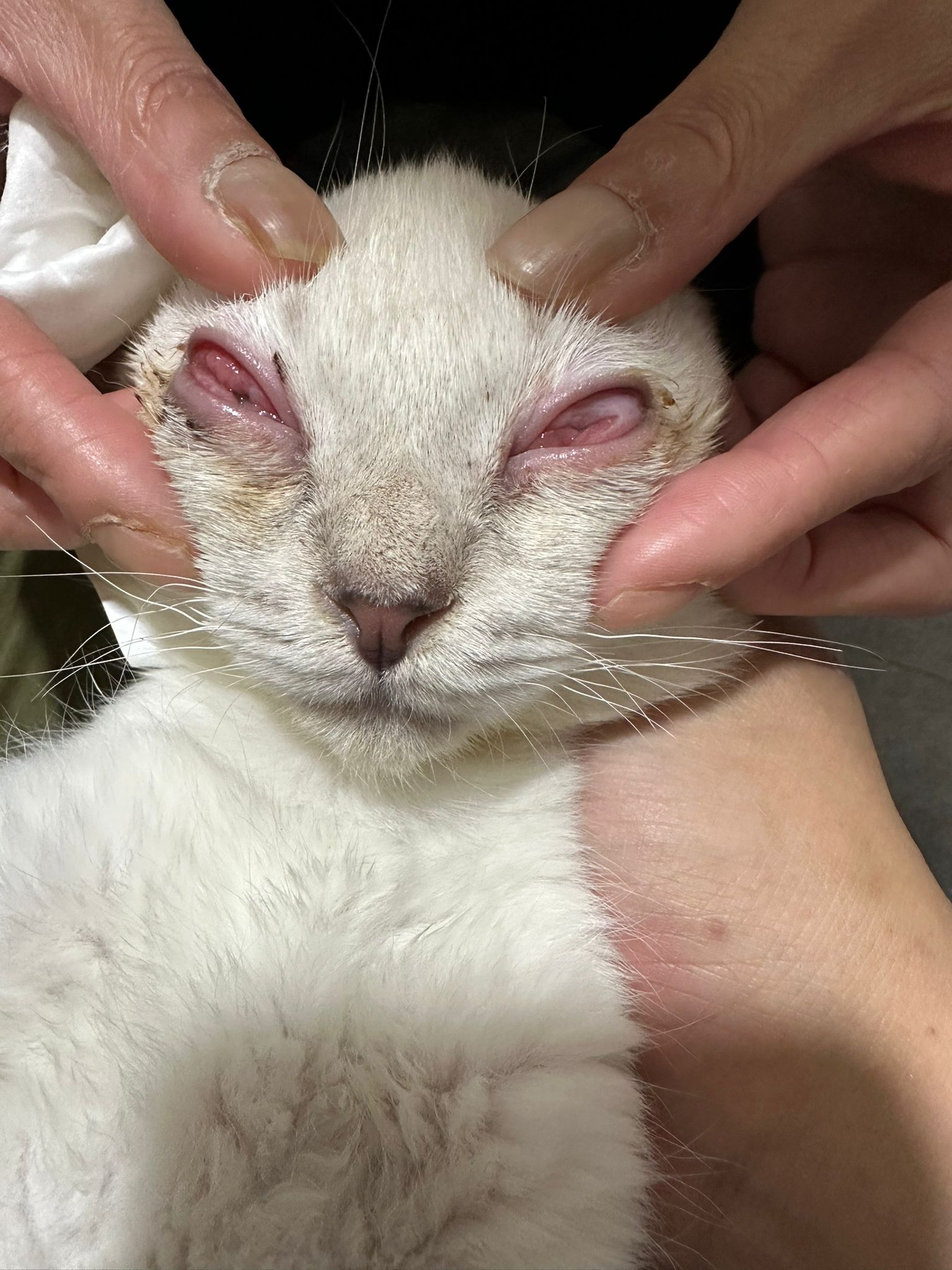 東張西望報料｜大廈門前密封紙箱竟藏5隻暹羅貓B？義工報《東張》揭發：猶如謀殺 (報料人提供東張)