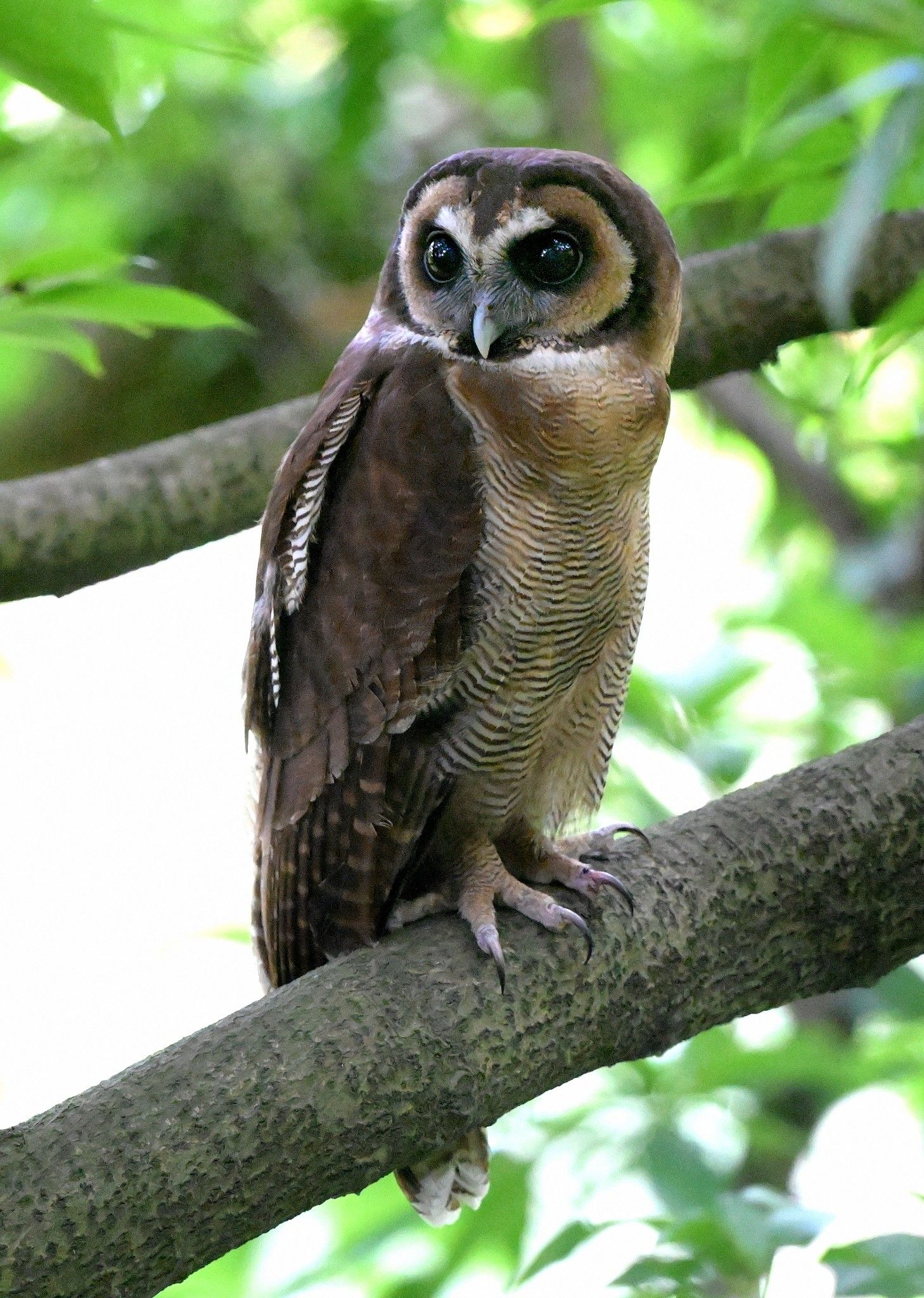 褐林鴞｜嘉道理農場再現珍稀貓頭鷹。(FB@Yk Liu Liu)