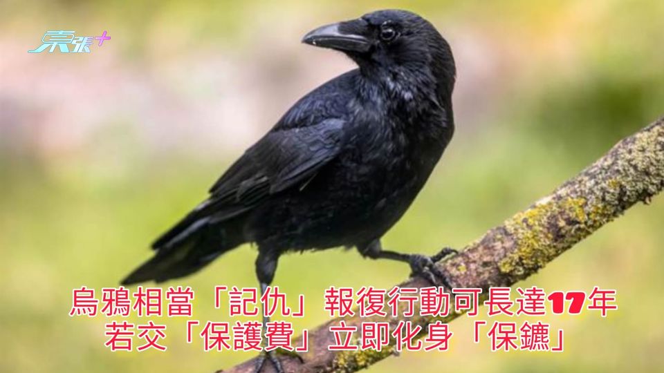 烏鴉相當「記仇」報復行動可長達17年 若交「保護費」立即化身「保鑣」