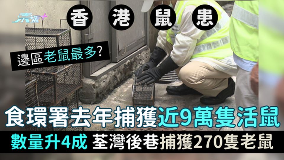 香港鼠患｜食環署去年捕獲近9萬隻活鼠 數量升4成/荃灣後巷捕獲270隻老鼠/香港邊區老鼠最多？