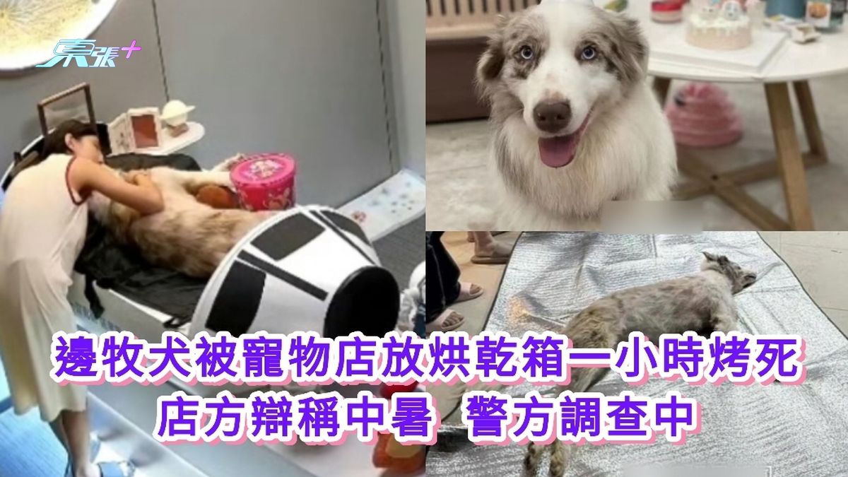 邊牧犬被寵物店放烘乾箱一小時烤死 店方辯稱中暑 警方調查中