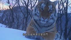 內地近年實施野生動植物保護措施 野生東北虎種群增至逾60隻