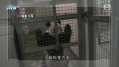 北京動物園專家下周赴美 護送大熊貓丫丫回國