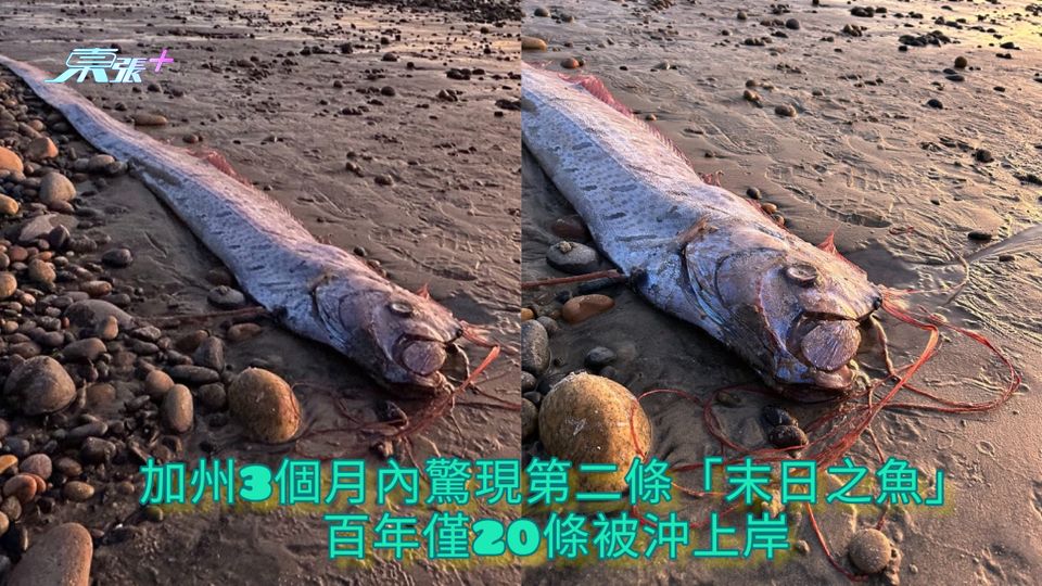 又有地震發生？ | 加州3個月內驚現第二條「末日之魚」 百年僅20條被沖上岸