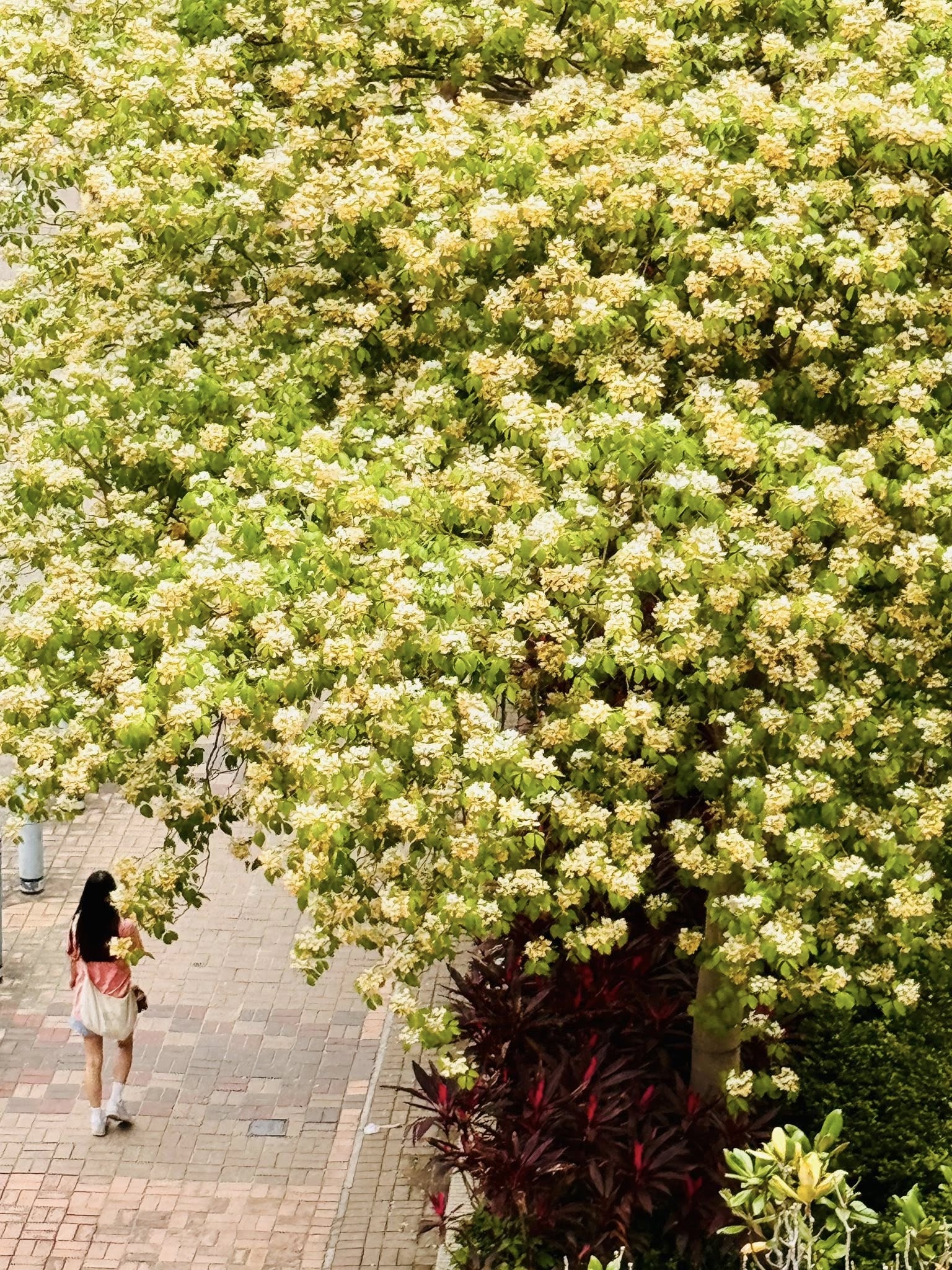 可能是唐棣屬植物、黃色茉莉花和小木犀樹的圖像