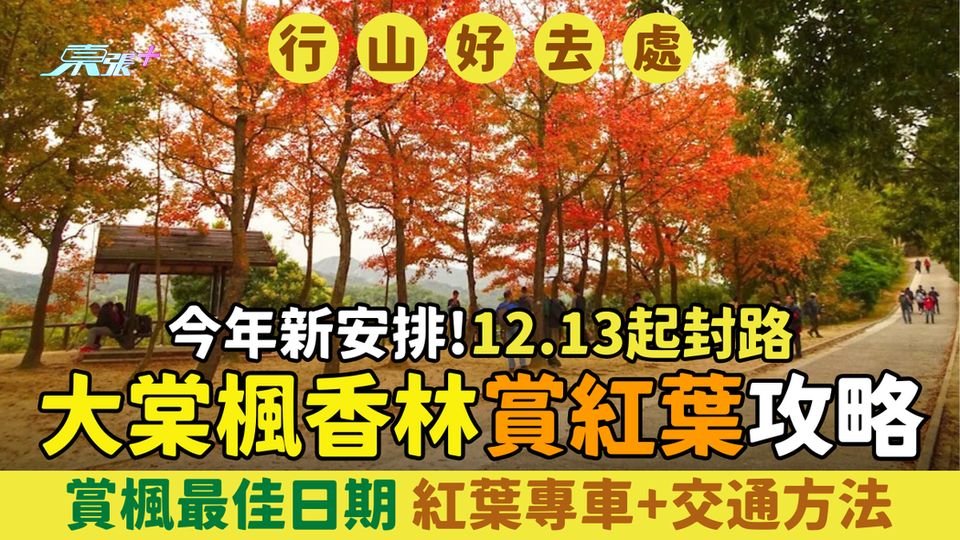 行山好去處｜2025大棠楓香林賞紅葉攻略 12.13起封路安排 賞楓最佳日期・紅葉專車+交通方法