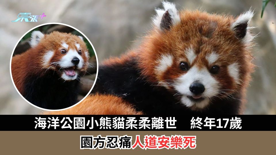 海洋公園小熊貓柔柔離世　終年17歲　園方忍痛人道安樂死