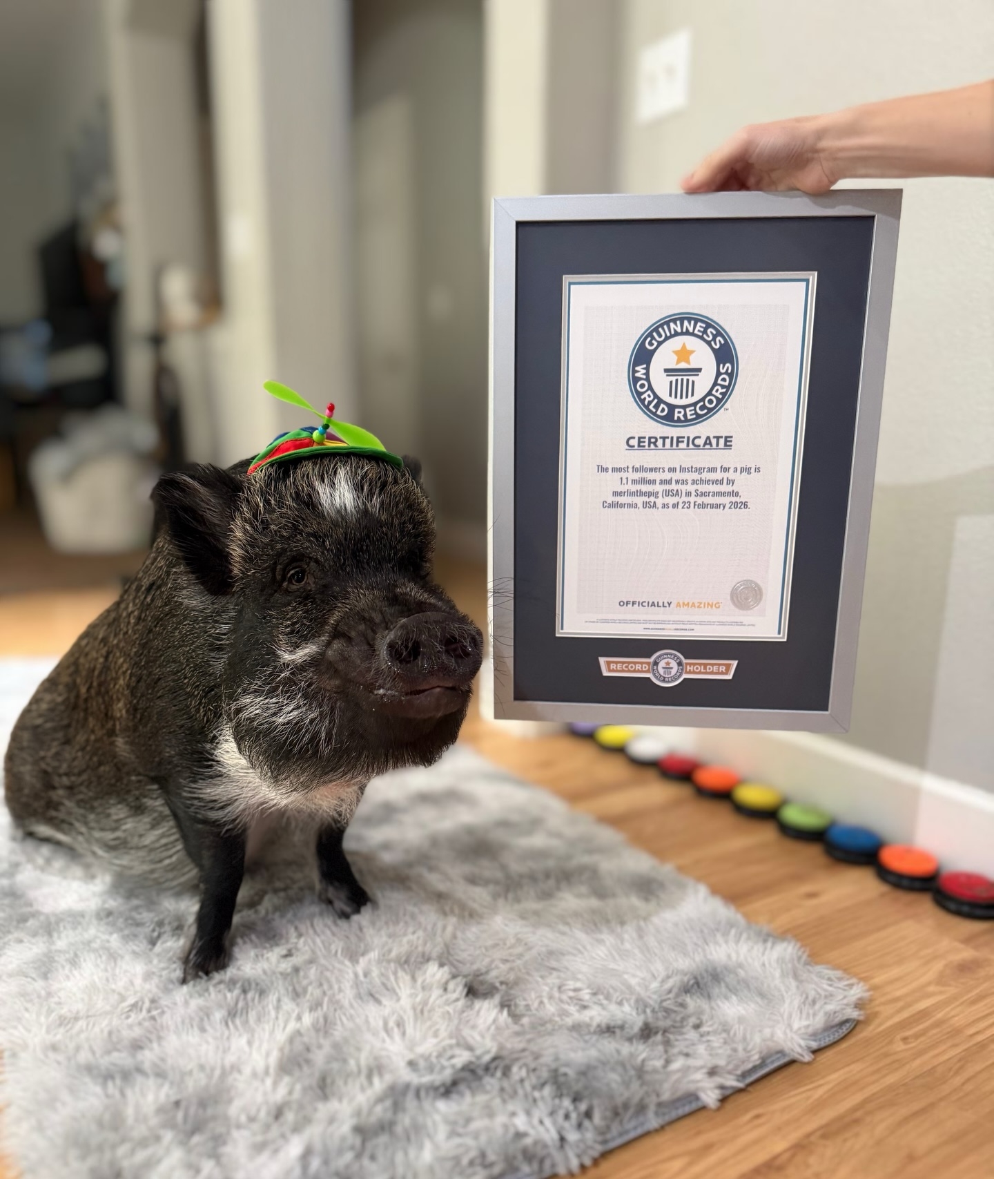 在創下健力士紀錄後，梅林獲頒官方證書。（Facebook圖片／Merlin The Pig）