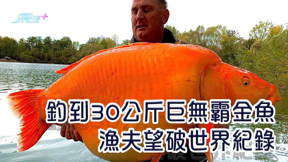 釣到30公斤巨無霸金魚 漁夫望破世界紀錄