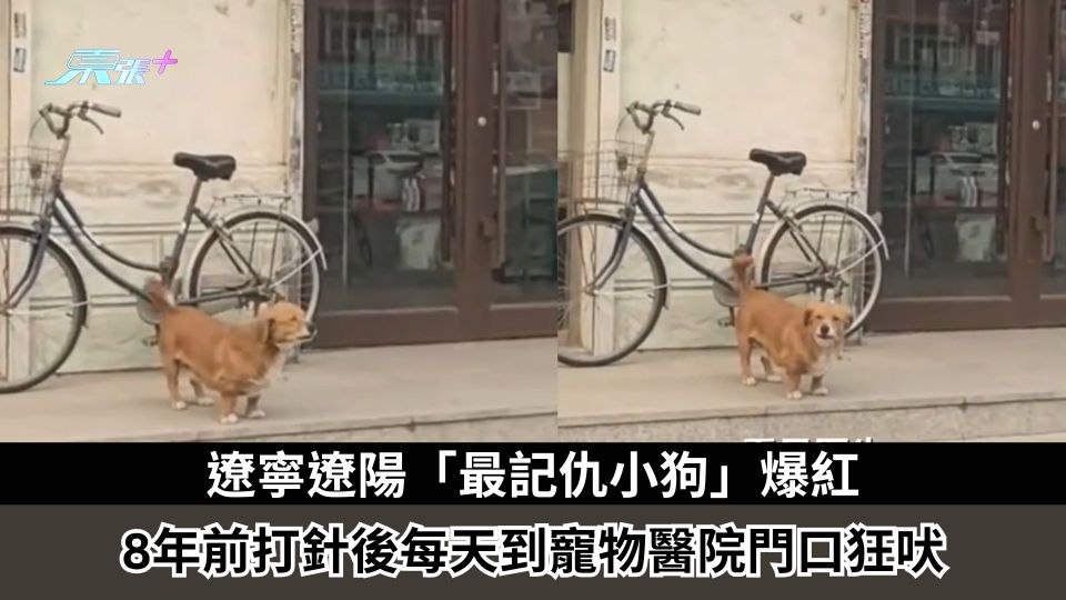 遼寧遼陽「最記仇小狗」爆紅　8年前打針後每天到寵物醫院門口狂吠