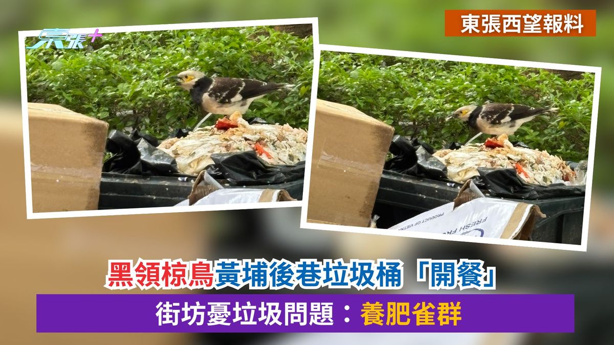 東張西望報料｜黑領椋鳥黃埔後巷垃圾桶「開餐」　街坊憂垃圾問題：養肥雀群