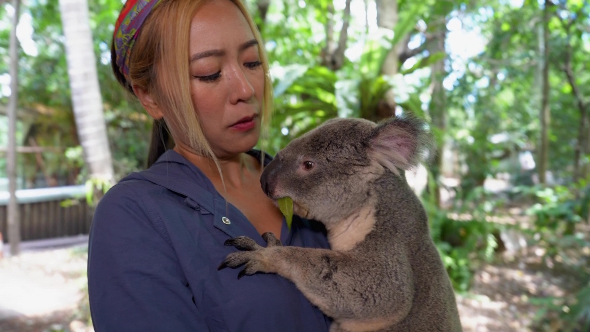 《 澳洲潮什麼》最高收視15.1點，Christy對可愛樹熊愛不釋手。