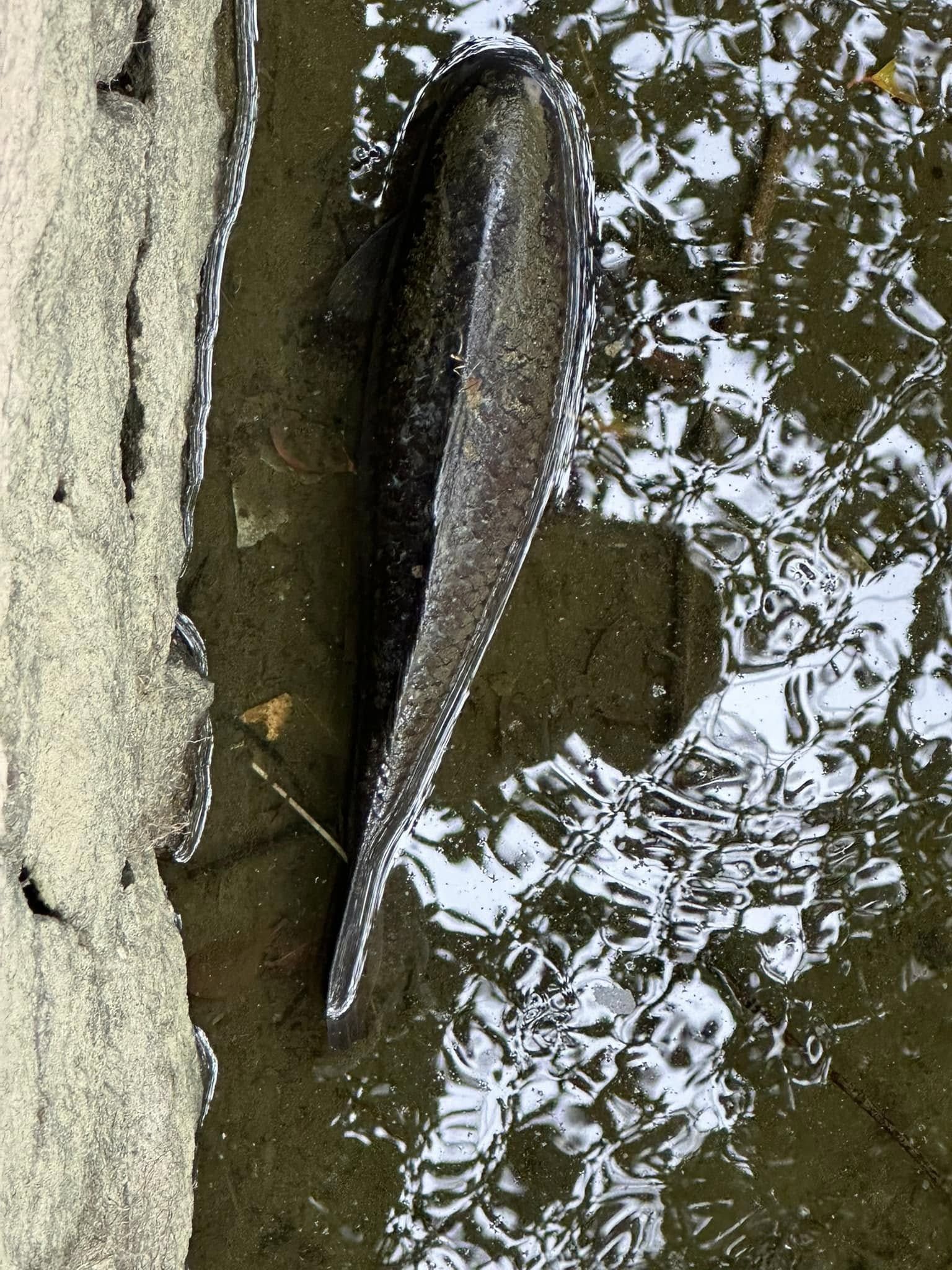 九龍公園水池大清洗「疑抽乾水」，康文署證3條魚缺水慘死。（龜途Facebook）