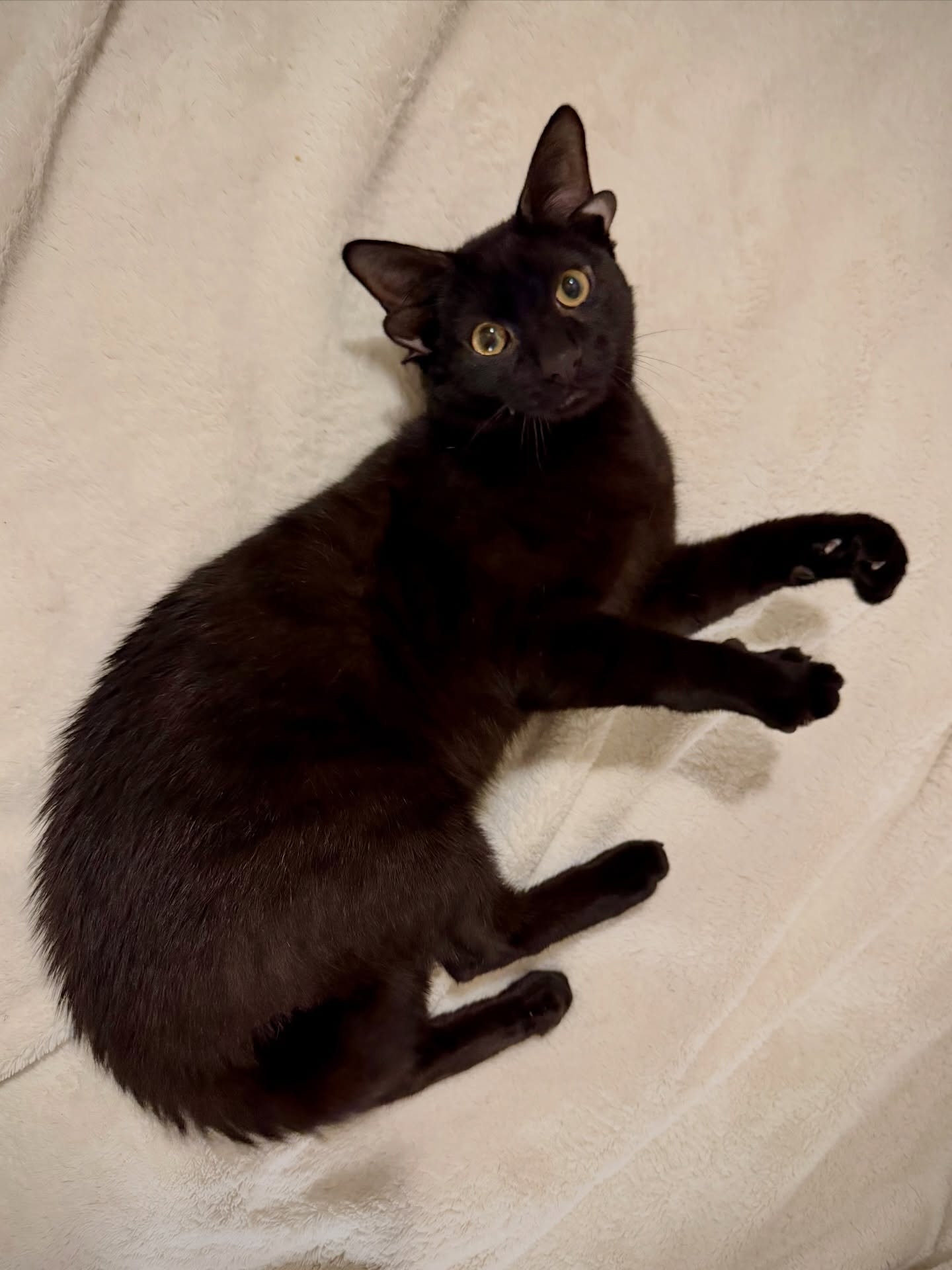 美國可愛「四耳」小黑貓影片爆紅全球　網友爭住領養：小蝙蝠翅膀好得意