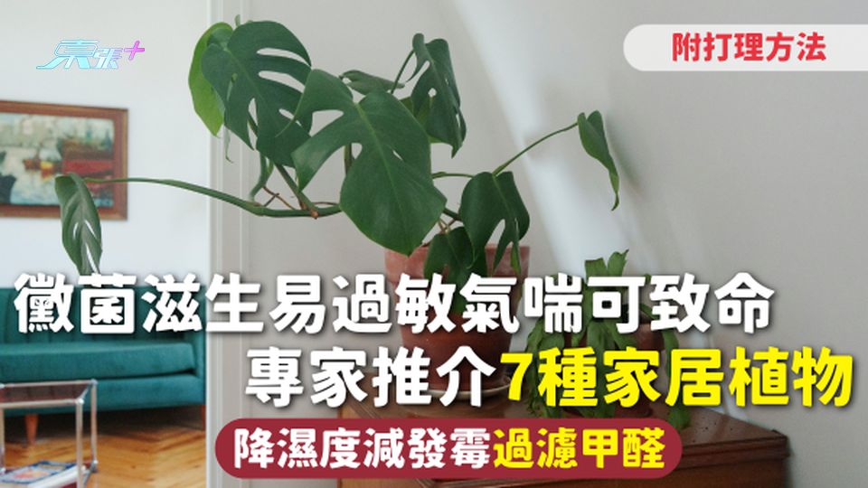 植物 | 黴菌滋生易過敏氣喘可致命 專家推介7種家居植物 降濕度減發霉過濾甲醛 附打理方法