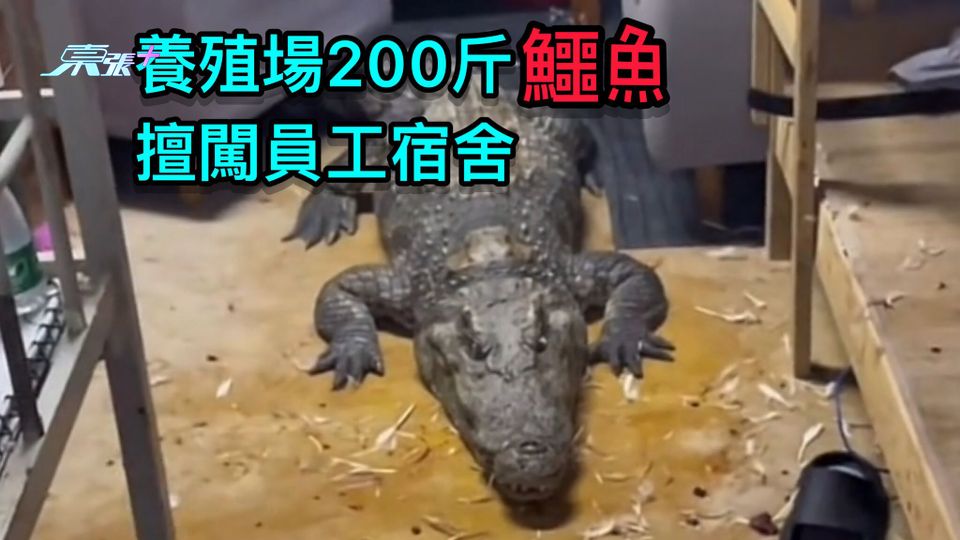 養殖場200斤鱷魚擅闖員工宿舍
