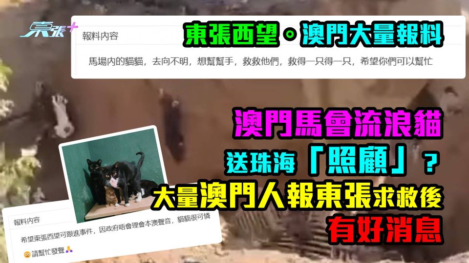 澳門大量報料｜澳門馬會流浪貓送珠海「照顧」？ 大量澳門人報東張求救後有好消息