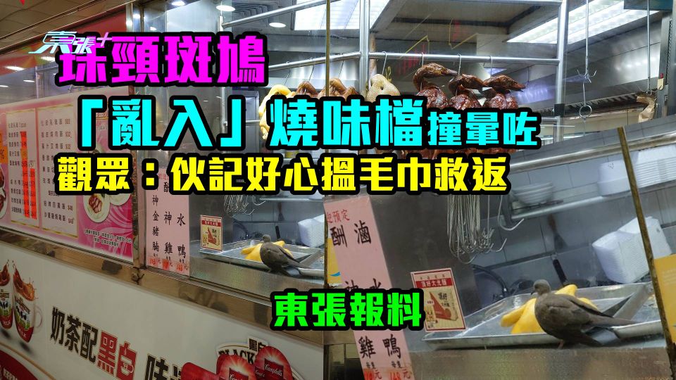 東張報料｜珠頸斑鳩「亂入」燒味檔撞暈咗　觀眾：伙記好心搵毛巾救返