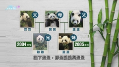 大熊貓安安曾以人工受孕誕獨子融融 有愛好者稱融融近年多次搬家