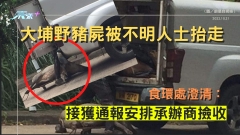 大埔野豬屍被不明人士抬走 食環處澄清：接獲通報安排承辦商撿收