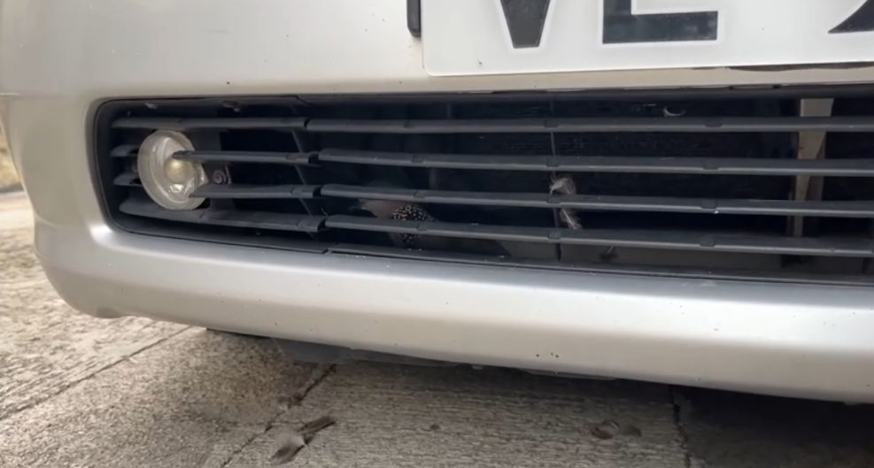 港車主泵把離奇藏「咕姑固」惹熱議　珠頸斑鳩竟是受保護動物