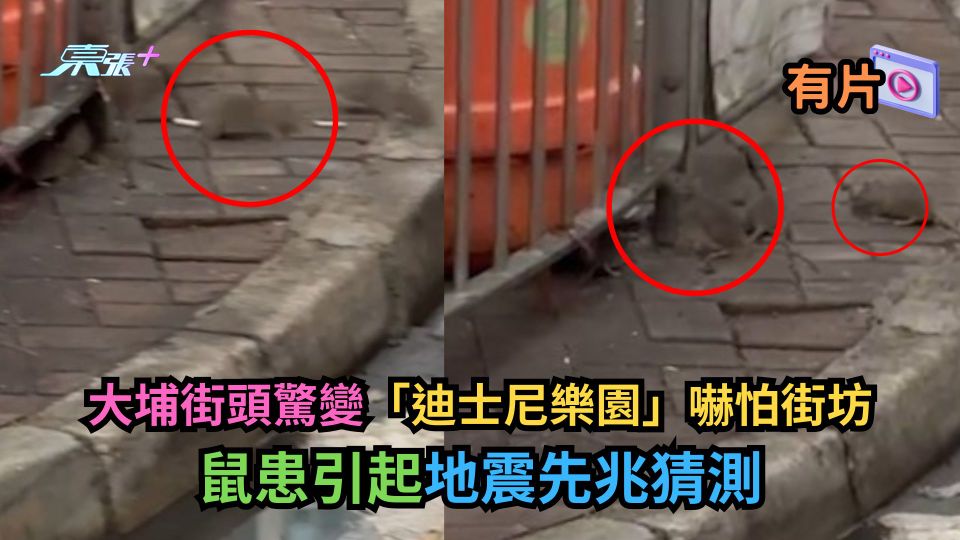 有片｜大埔街頭驚變「迪士尼樂園」嚇怕街坊　鼠患引起地震先兆猜測