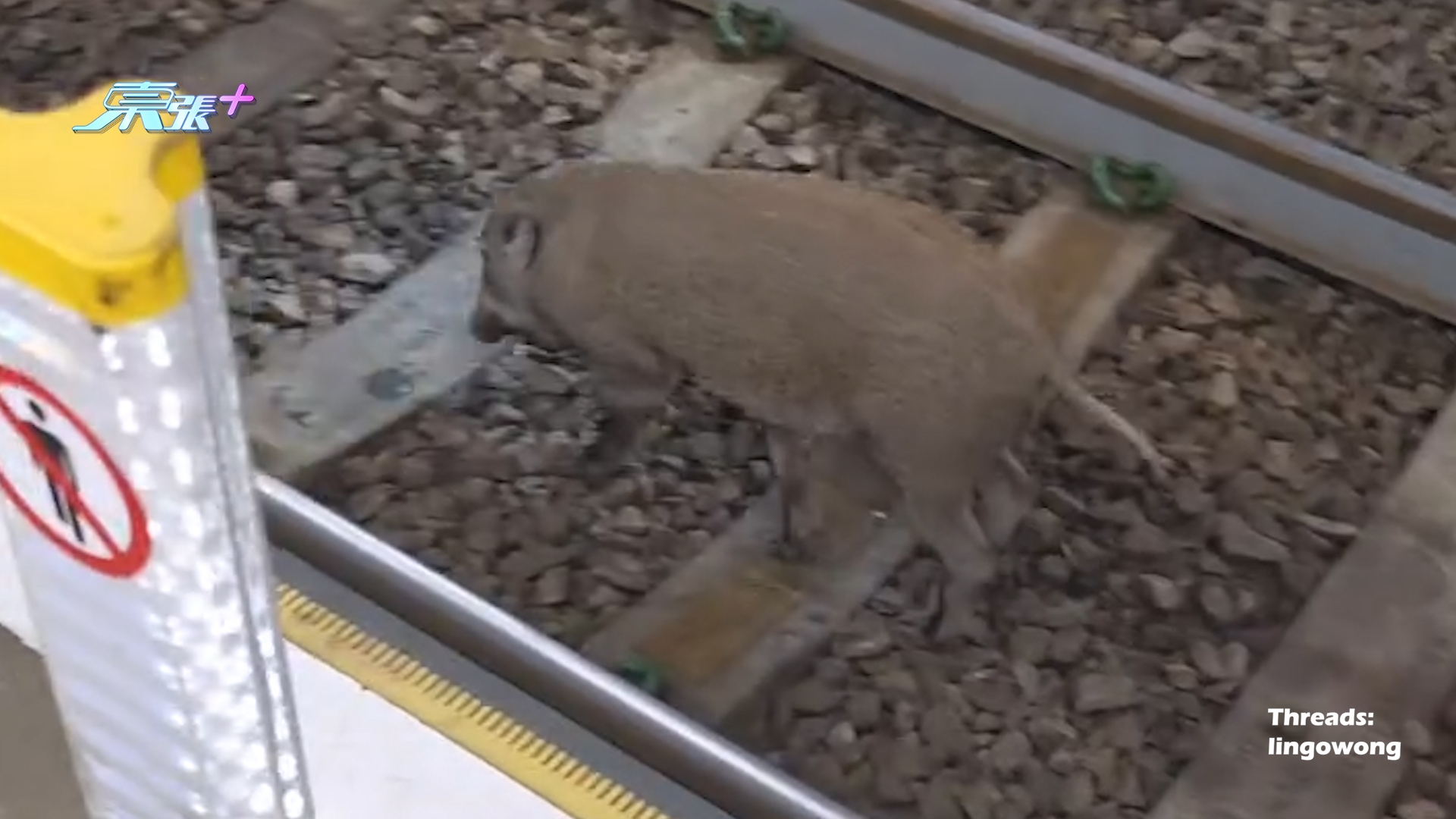 元朗野豬誤闖輕鐵路軌　警察提醒乘客小心　網民憂野豬被捕殺