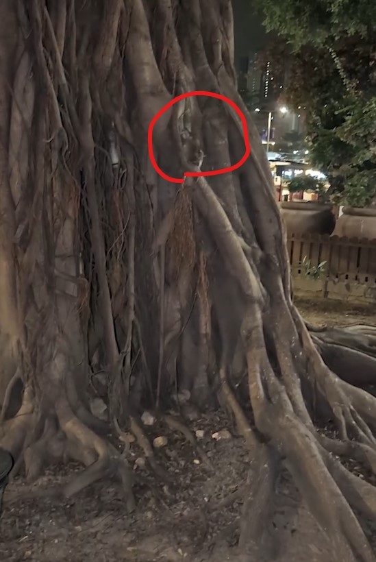 新蒲崗大樹老鼠開「嘉年華」勁誇張鼠輩橫行　街坊：以為去咗迪士尼