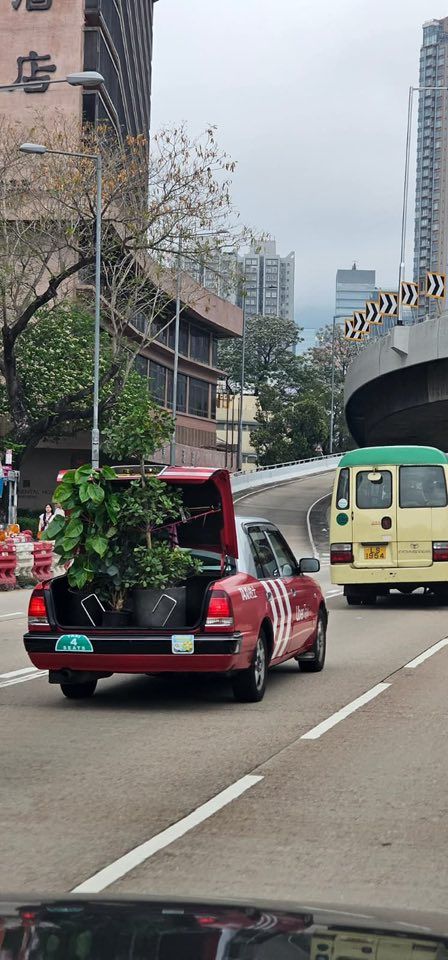 的士化身貨車運貨，車尾箱放3盆栽僅用繩固定