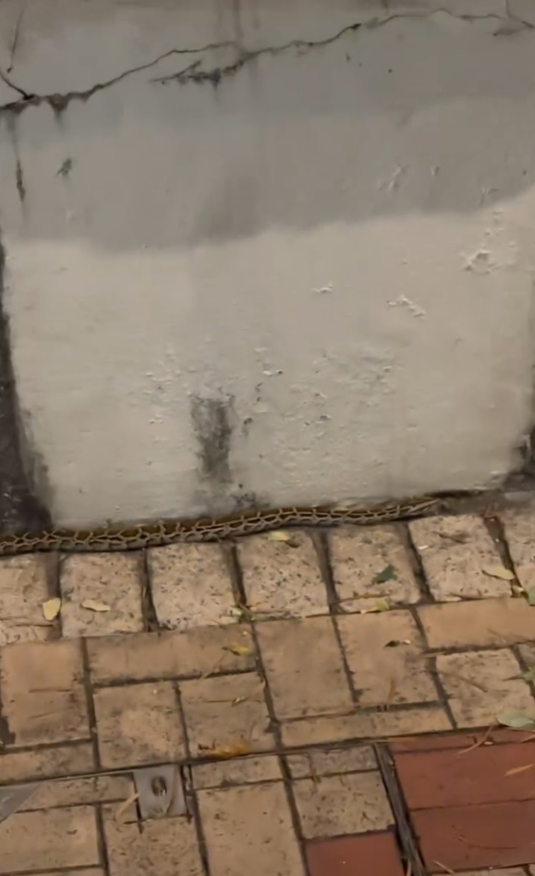 沙田城門河驚現蛇蹤　網民直擊「啊蛇」低調貼邊遊走