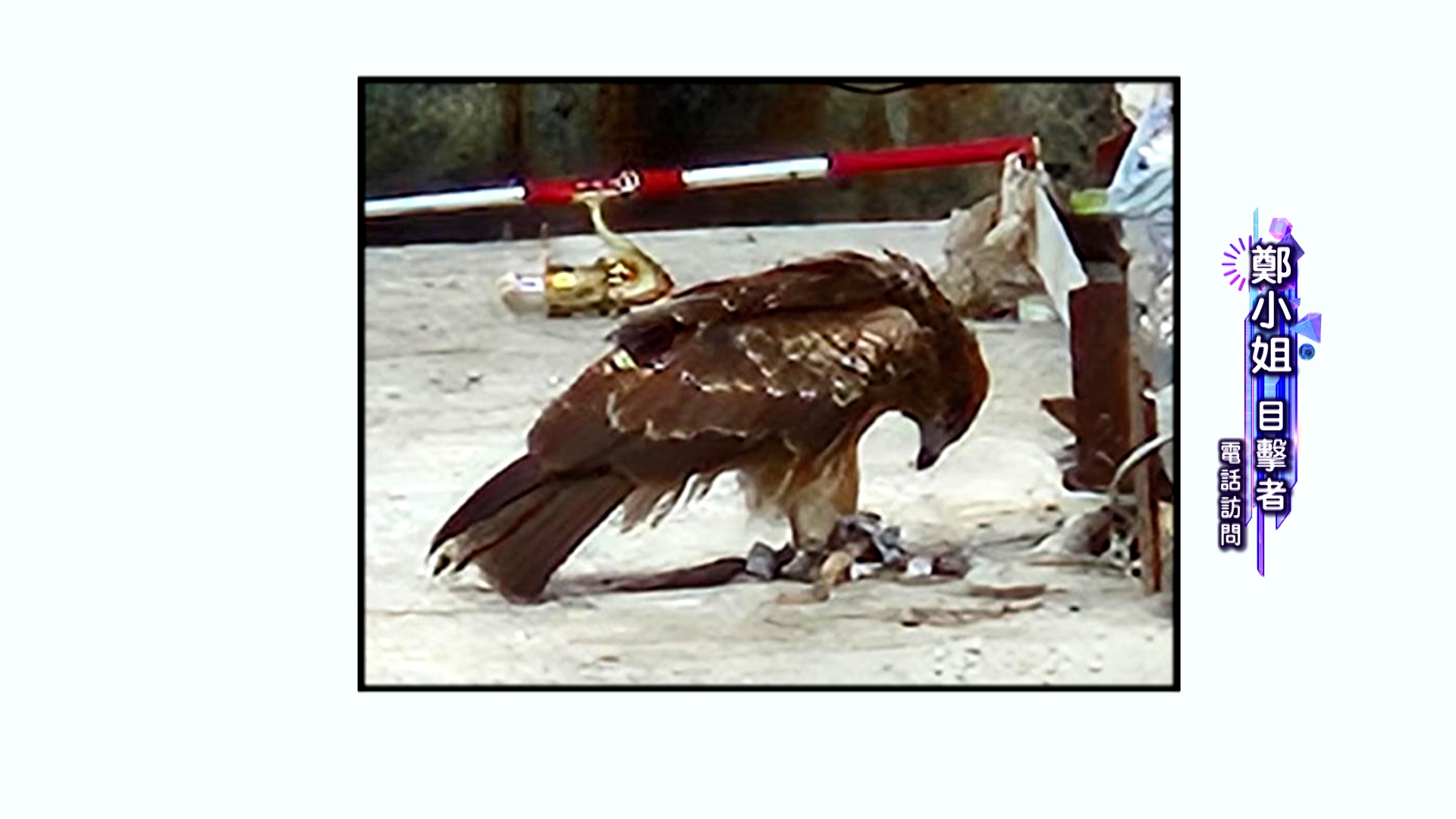 鄭小姐表示，她見到有些人釣完魚後就放在橋墩上，之後有一隻鷹飛了過去。