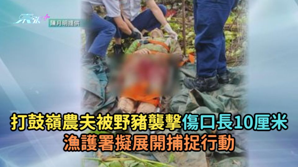打鼓嶺農夫被野豬襲擊傷口約10厘米長  漁護署擬展開捕捉行動