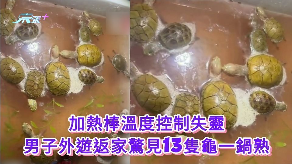 加熱棒溫度控制失靈 男子外遊返家驚見13隻龜一鍋熟