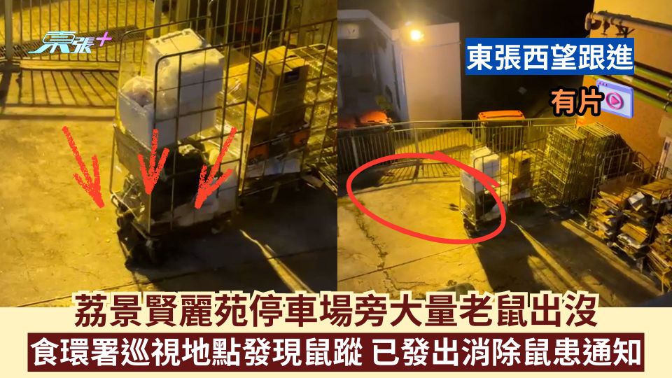 東張西望跟進｜荔景賢麗苑停車場旁大量老鼠出沒 食環署巡視地點發現鼠蹤 已發出消除鼠患通知