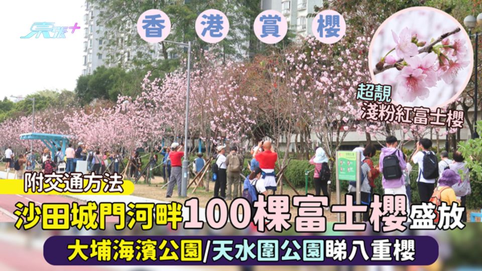 香港櫻花｜沙田城門河畔100棵富士櫻🌸盛放 大埔海濱公園/天水圍公園睇八重櫻📸