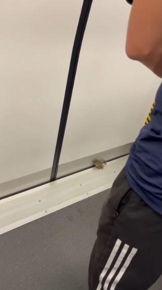 港鐵屯馬線驚現青蛙坐車仲識落車　網民：真係旅行青蛙