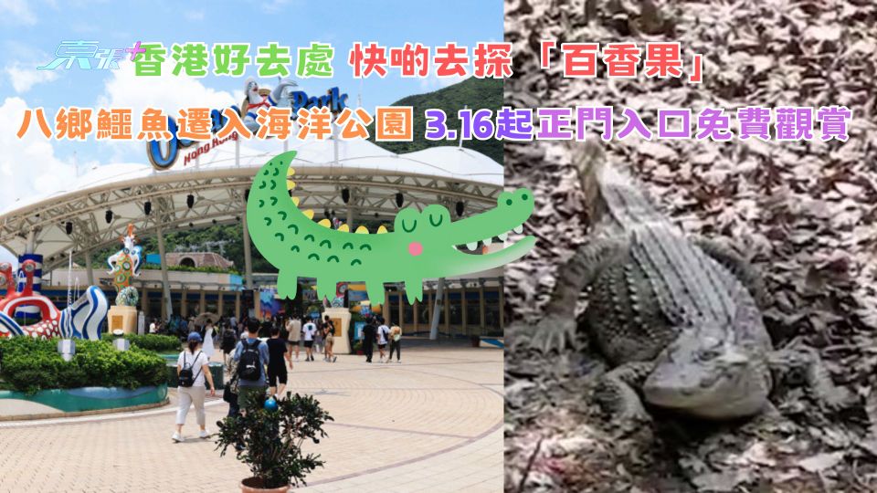香港好去處丨快啲去探「百香果」 八鄉鱷魚遷入海洋公園3.16起正門入口免費觀賞