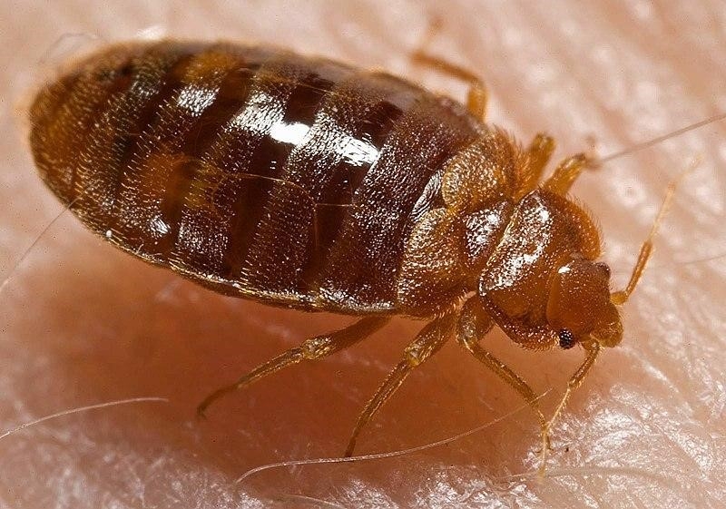 【昆蟲防治攻略】介紹 7 種潮濕天入屋昆蟲
