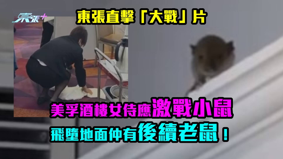 獨家｜東張直擊「大戰」片｜美孚酒樓女侍應激戰小鼠 飛墮地面仲有後續老鼠！　