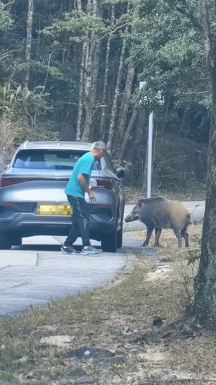 一名男子在郊外疑因見到野豬靠近自己的座駕，所以在馬路邊撿起石頭，再擲向該隻野豬。（網上影片截圖）